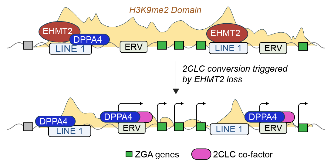 Model of EHMT2 regulation of ECORDs